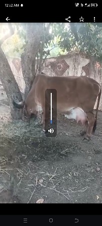 વેચવાની શે