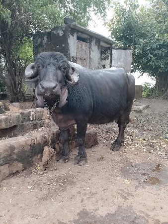 રાજુભાઈ કોળી ગામ મેખડી