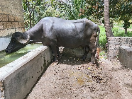 ઓરિજનલ જાફરાવાદી ભેસ