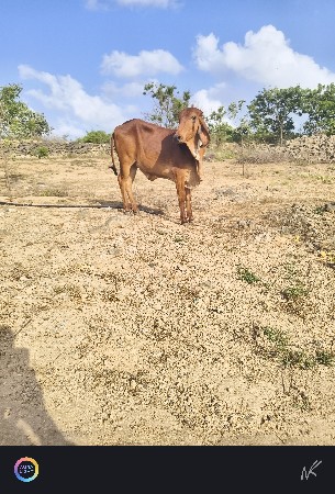 વેસવાની સે