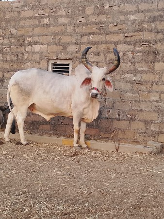 બળદ વેશવાનો છે