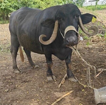 આઠ મહિનાની  ગાભણી નવમું ચાલુ