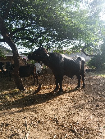 પાડો ‌જાફરાબાદ