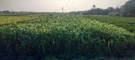 લીલી છારનો ઘેરો વેચવાનો છે