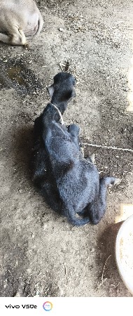ભેસ વેચવાની છે
