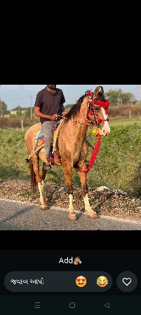 સાટા માં દુજણી ભેશ હાલે