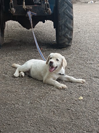 લેબરા ફીમેલ