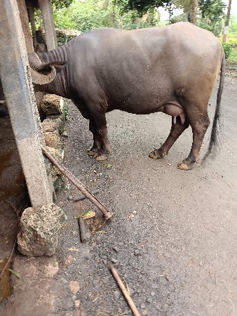 ભેંસ વેસવાની છે