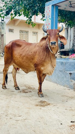 હોડકી વેચવાની છે