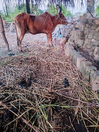 બળદ વેચવાનો છે