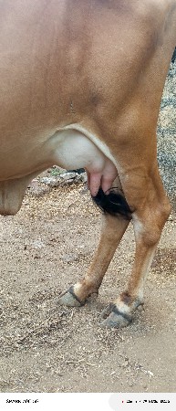 ગાય વેચવાની છે