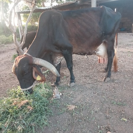 ગાય