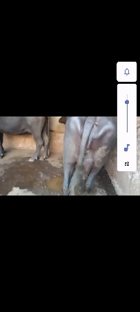 પેલુ વેતર ખડેલી વેસવાનીસે