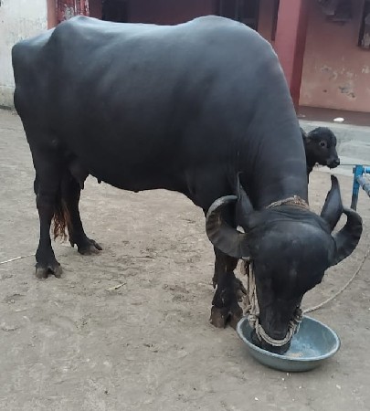 આ ખડેલી વેચવાની છે