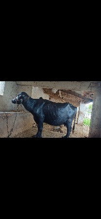 ભેસ વેસવાની છે