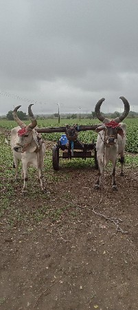 બળદવેચવાના.છે