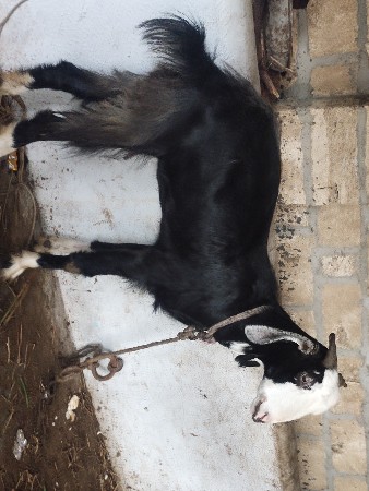 Desi Bakri