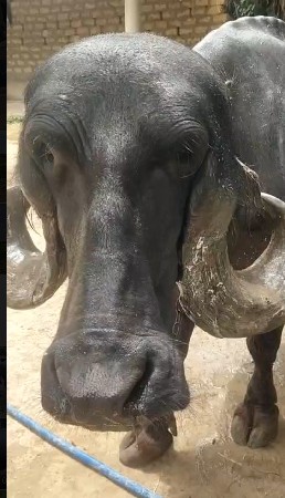 ભેંસ વેચવાની છે