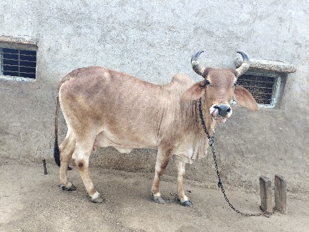 ગાય ને હોડકું વેસવાનું છે