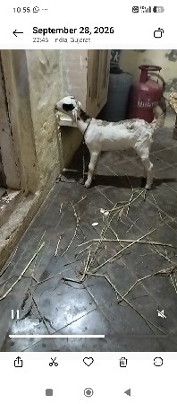 પતિરી બકરી તન બચાવવાની વેચવાની છે