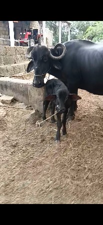 ભેંસ   વેસવાની સે  વ્યાલેલી સે