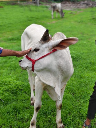 વાછડો લેવાનો સે આની કોપી