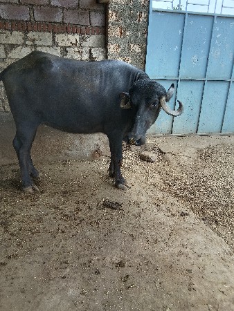 આ ખડલી વેચવાની છે પેલું વેતર