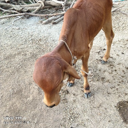 ગાય વેચવાની છે સાવસોઝી