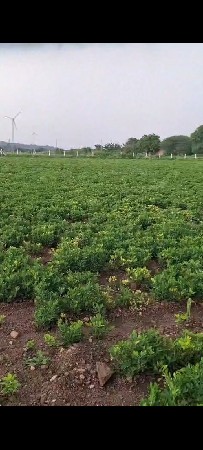 જમીન વેચવાની છે.