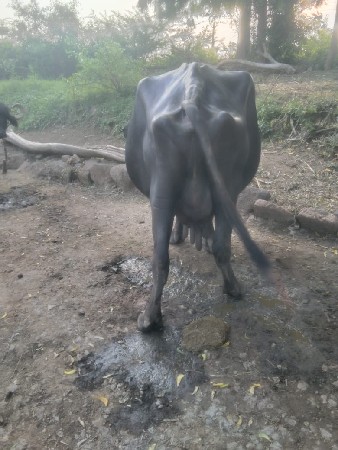 4 વેતર 4+4 લિટર દૂધ છે