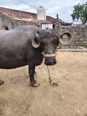 વેચવાની છે