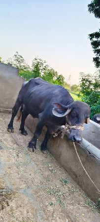 ભેંસ વેચવાની છે