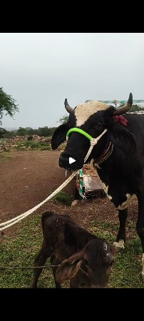 ગીર કોષ