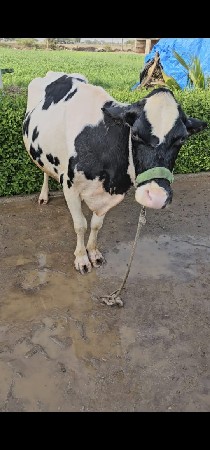 8 મહીના ગાભ