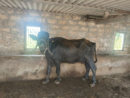 ભેંસ વેચવાની છે
