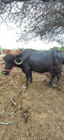 ભેંસ વેચવાની છે