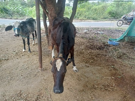 ગિર ક્રોશિગ