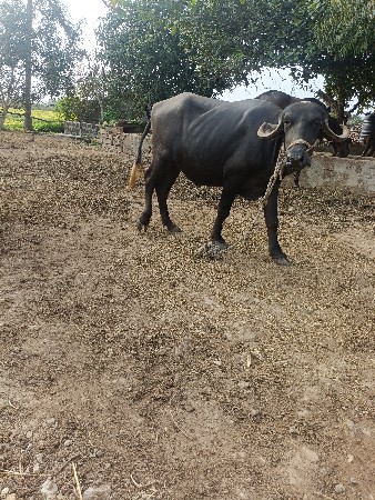 ખડેલી ૩ વરસ ની થય