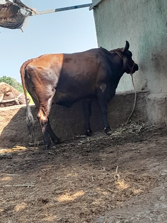 ગીર કોર્સ ગાય વેચવા ની છે