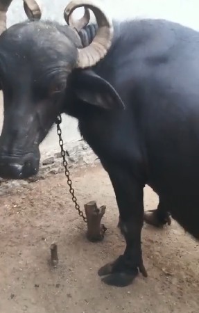 ભેંસ  વેચવાની છે.