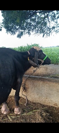 વ્યાય એમ છે....