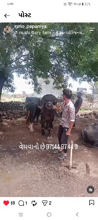 પાડો