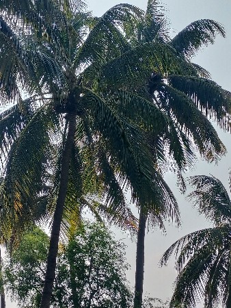 નાળિયેરીના ત્રોપા વેચવાના છે