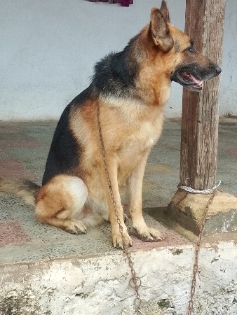 mel