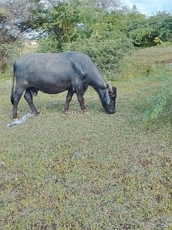 ભેંસ વેચવાની છે
