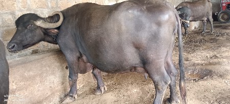 ભેંસ વેચવાની છે