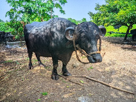 3 વેતર વિયા છે