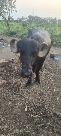 ભેંશ વેચવાની છે
