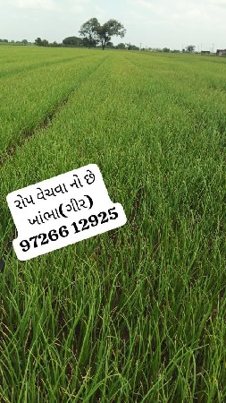 ડુંગળી નો રોપ 
ખાંભા (ગીર)
