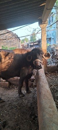 2 ભેંસ વેચવાની છે